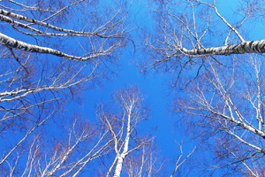 Excel to host UK's "first ever" carbon neutral exhibition
