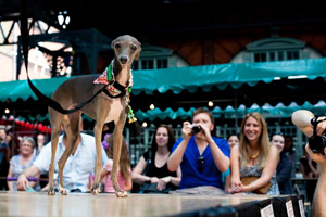 This whippet enjoyed last year's dogwalk