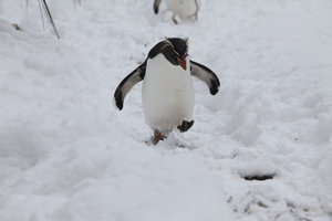 Penguin in the snow at London Zoo