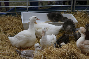 Lambeth Country Show back in 2013