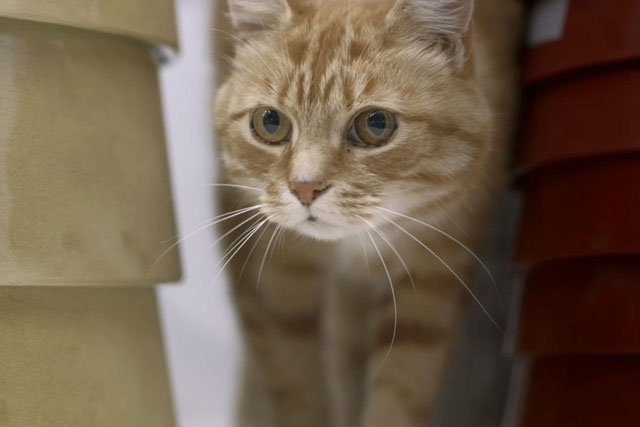 Ikea's 'cats' TV ad was one of the Gold BIG Awards winners