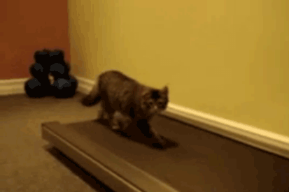 Dailymotion: more than just cats on treadmills