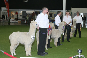 Alpaca show herds to NEC for 2012 