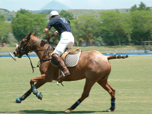 polo