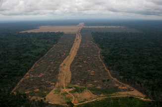 Amazon rainforest