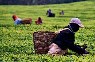 Consumers want top tea brands to convert to Fairtrade