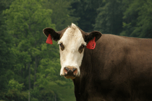 Dairy Event and Livestock Show to move to NEC in 2010