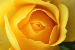 360 expands floral division with Peebles purchase
