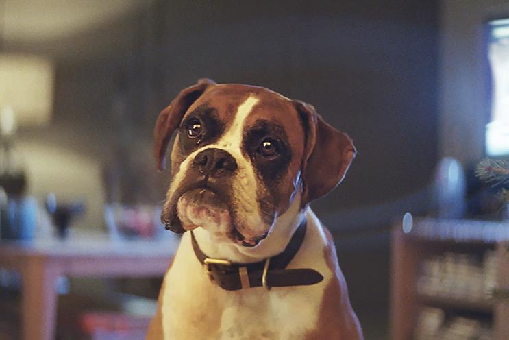 John Lewis' 'Buster the Boxer' won a gold Arrow for A&E/DDB