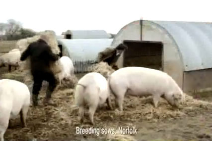 Waitrose ad : outdoor bred claim was misleading says ASA