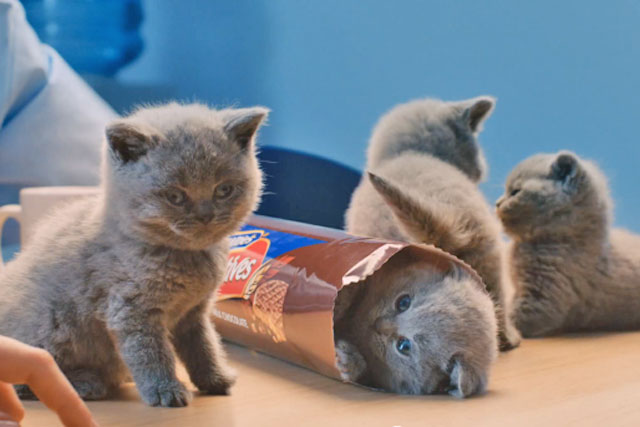 Mcvities kittens outlet