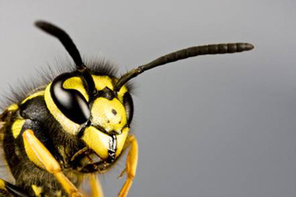 Wasp: Rentokil asks victims to map attacks on Twitter