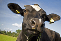 he Dairy Event and Livestock Show milks visitor number success despite downturn