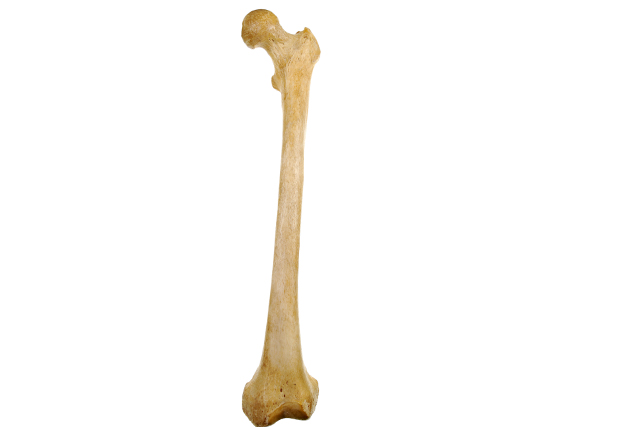Found: human shin bone