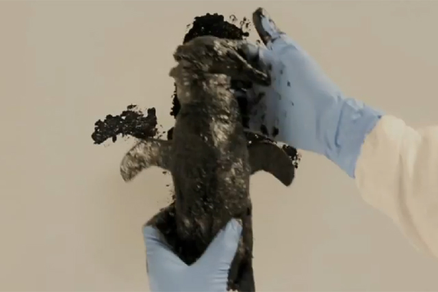Greenpeace uses birds killed by oil spills to create art works