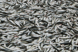 Sodexo ups sustainability focus on client demand