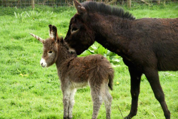A unicorn is born in a Florida wildlife park on April's Fool Day