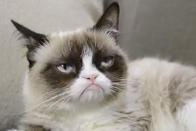 Grumpy Cat: stars in ad for Friskies
