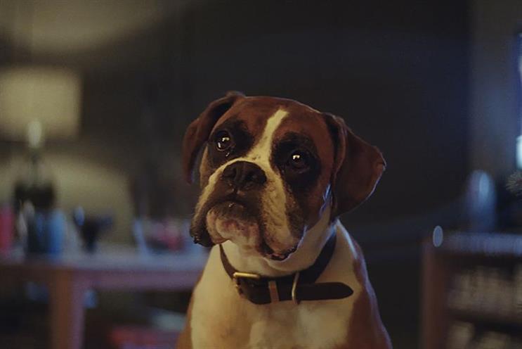 Buster the Boxer: the face of 2016's John Lewis Christmas ad