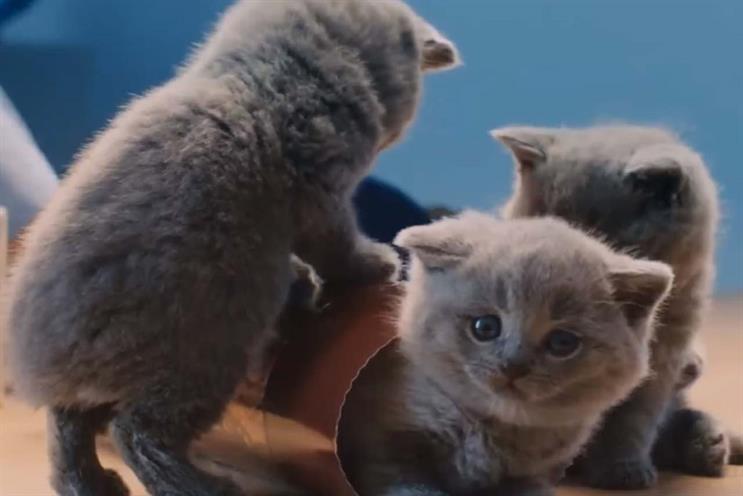 Mcvities advert shop kittens breed