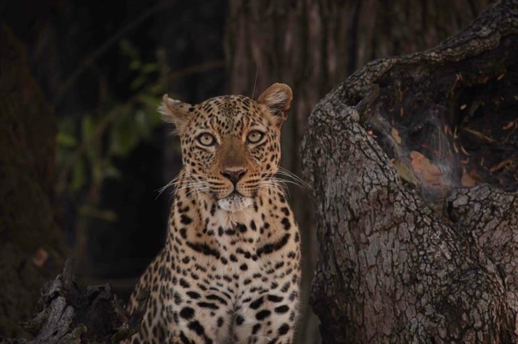 Love Nature: exhibition to mark channel launch