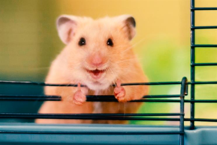 Pablo London: John Allison once owned a hamster. It was, in his words, 'a madman'