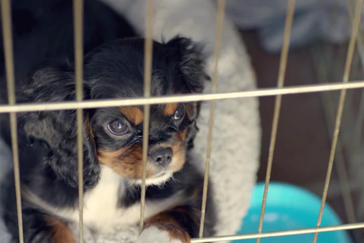 Purina: BuzzFeeds spot take the lead