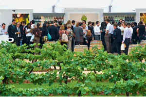Vineyard