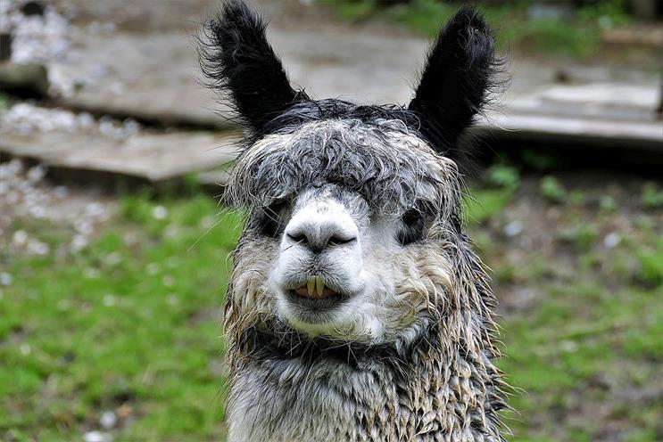 Alpaca