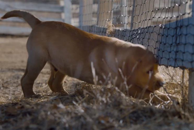 Budweiser: puppy love ad topped the social sharing chart of aired Super Bowl 2014 ads