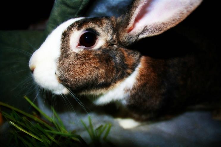 The bunnies in the spa will also be 'pampered' with human affection (Creative Commons)