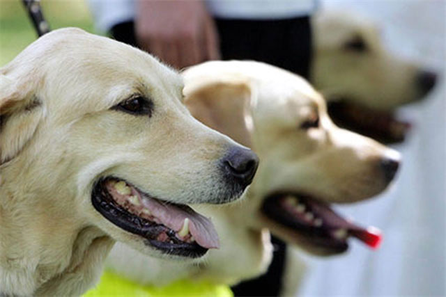 why are golden retrievers used as guide dogs