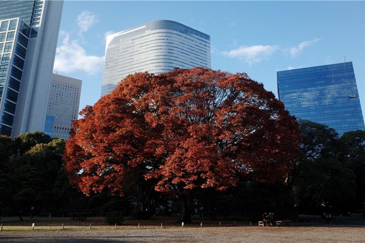 Dentsu's Tokyo headquarters seen from the Hamarikyu Garden