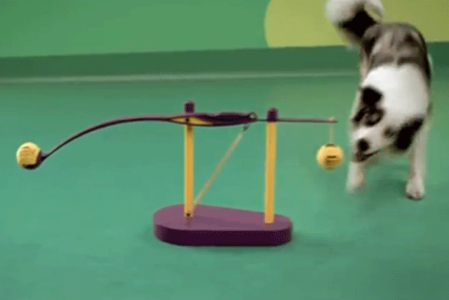 Dog food viral brings back memories of Honda's classic cog ad