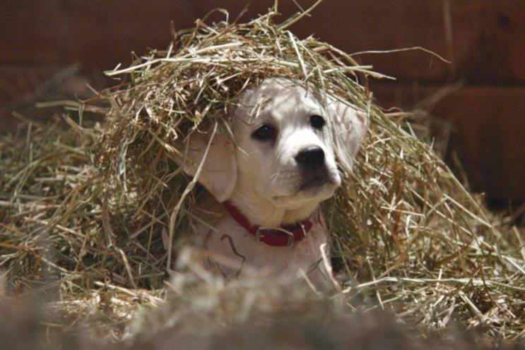Budweiser: 'lost dog' Super Bowl campaign