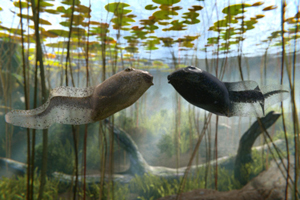 Freeview's dancing tadpole campaign