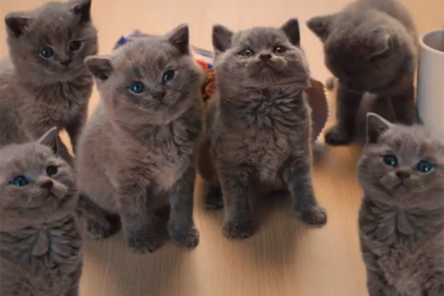 mcvities cat advert