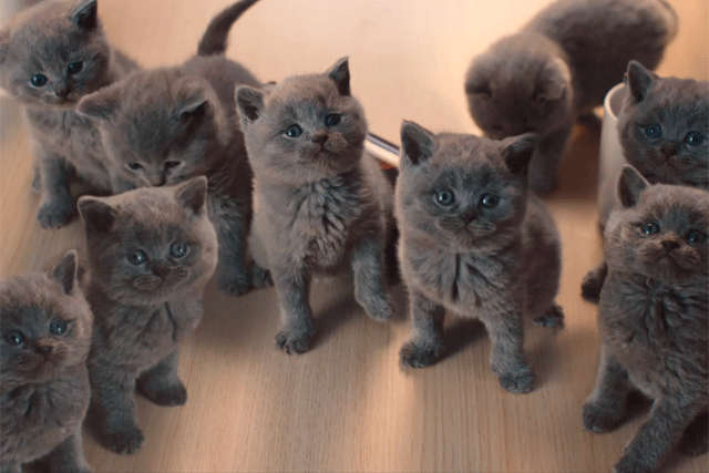 Mcvities advert 2025 kittens breed