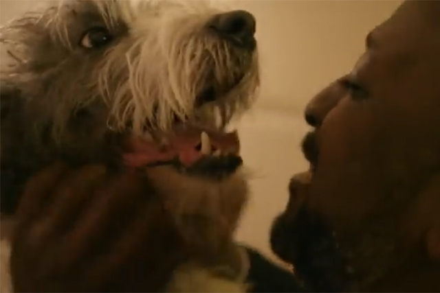 Mayhew Animal Centre: moving away from stereotypes