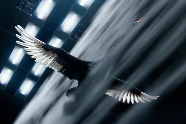McLaren: VCCP created "a black swan" for the supercar maker last year