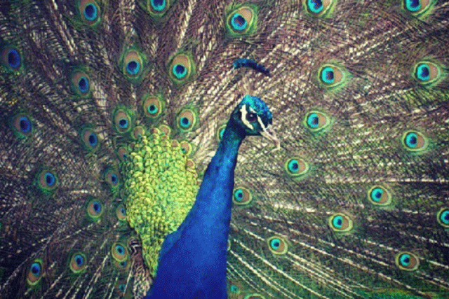 Instagram: shifting the balance of creative capital in favour of consumers