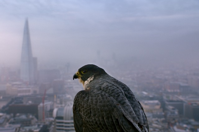 Samsung: fooling a falcon with the Galaxy Tab S