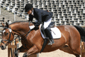 Lexis: wins brief with horse sport body