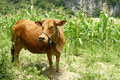 Brazil seeks to avert beef ban