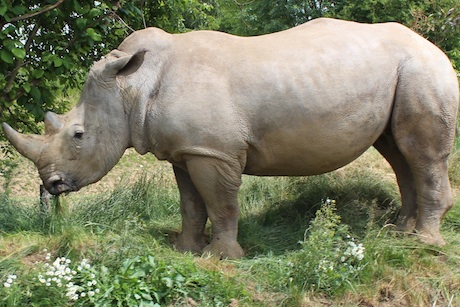 Chessington's Zufari: the ride offers the chance to see rhinos and giraffes
