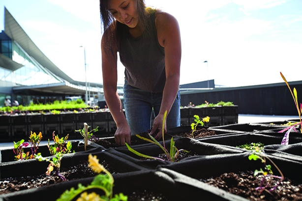 JetBlue's farm at JFK Airport exemplifies a sustainability program that has business impact.