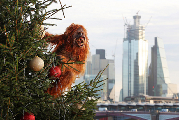 An orangutan is on the loose in London this morning