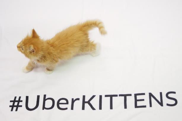 Uber lets users hail a kitten on National Cat Day