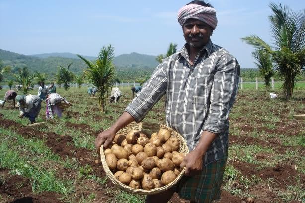 A potato farmer in India harvesting crops as a result of PepsiCo's agriculture and water conservation efforts in 2010. (Image via PepsiCo). 