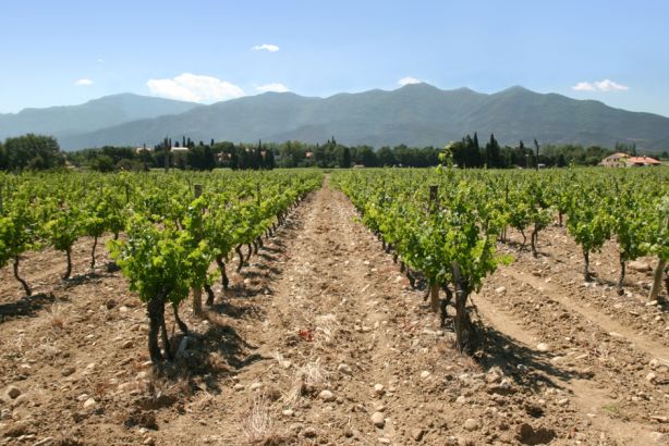 Pay d´Oc, enormt stort og dejligt, forsømt (af os) vinområde i Sydfrankrig